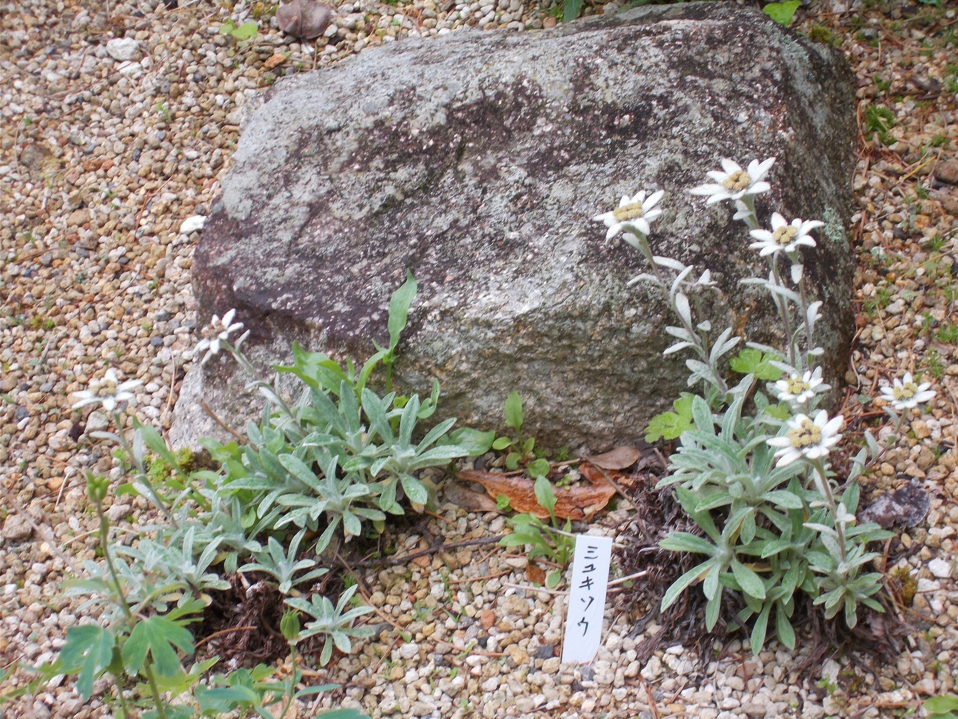 ロックガーデン 和の植物 紙魚子の小部屋 Since 17